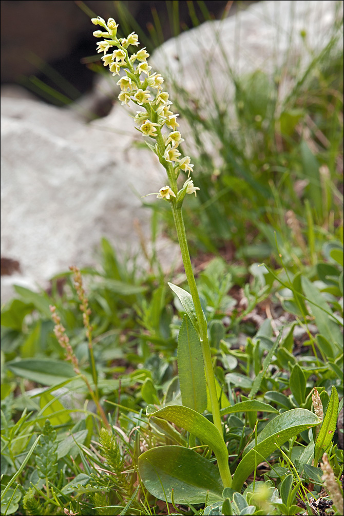 Image of Newfoundland Orchid