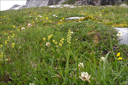 Image of Pseudorchis albida (L.) Á. Löve & D. Löve