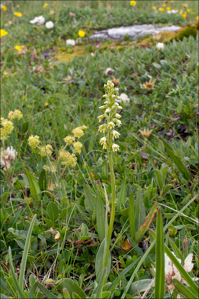 Imagem de Pseudorchis albida (L.) Á. Löve & D. Löve