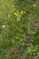Image of Newfoundland Orchid
