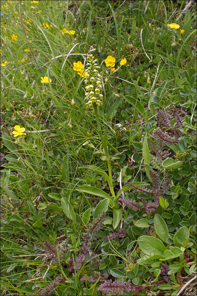 Imagem de Pseudorchis albida (L.) Á. Löve & D. Löve