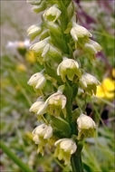 Image of Newfoundland Orchid