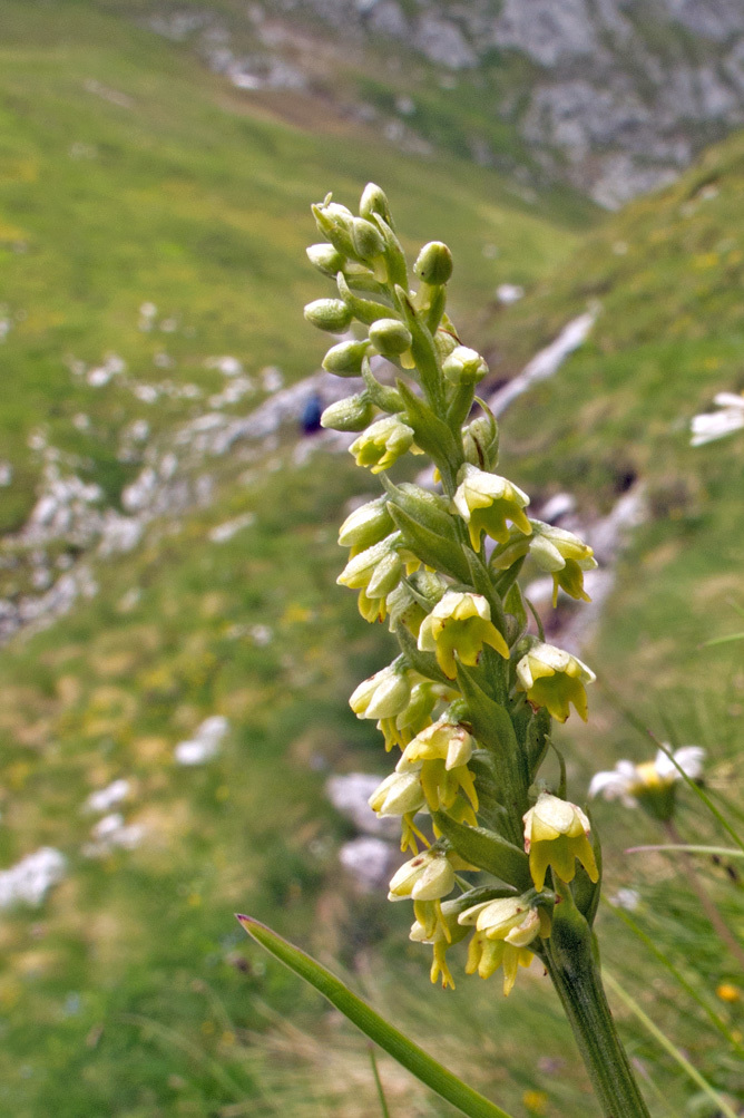 Imagem de Pseudorchis albida (L.) Á. Löve & D. Löve