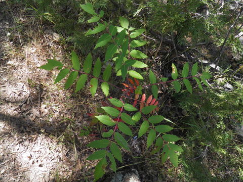 Image of rocky mountain sumac