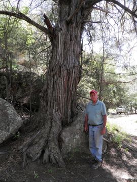 Image of Drooping Juniper