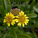 Borrichia arborescens (L.) DC. resmi