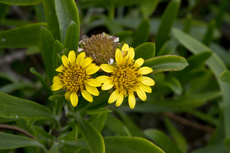 Image of Tree Oxeye