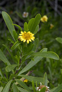 Sivun Borrichia arborescens (L.) DC. kuva