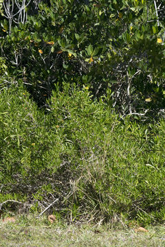 صورة Borrichia arborescens (L.) DC.