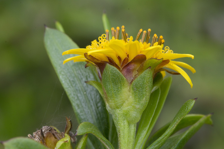 Image of Tree Oxeye