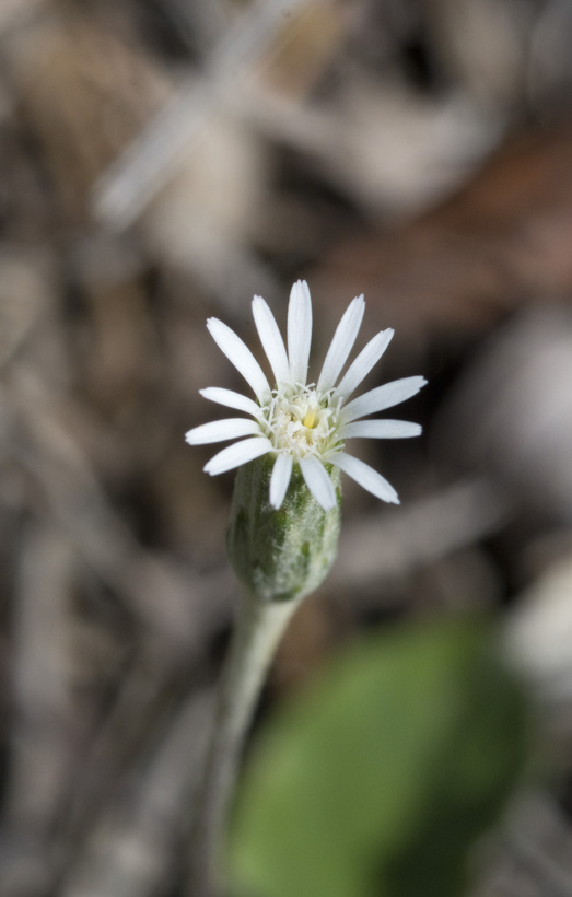 صورة Chaptalia albicans (Sw.) Vent. ex Steud.