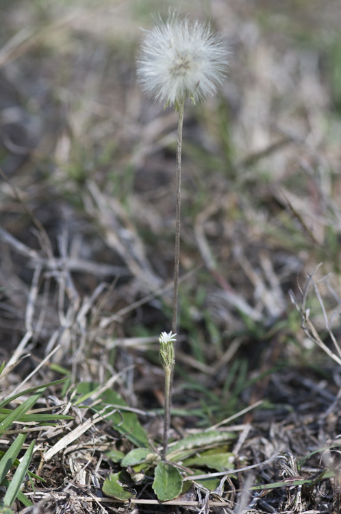 صورة Chaptalia albicans (Sw.) Vent. ex Steud.