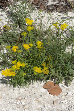 Image of narrowleaf yellowtops