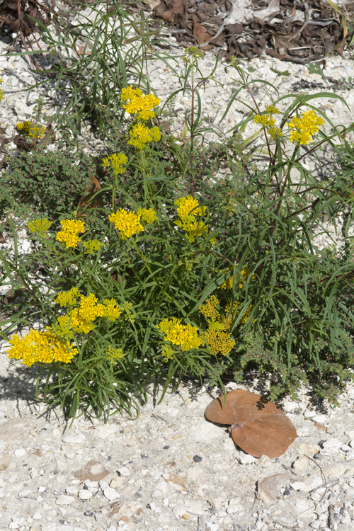 Image of narrowleaf yellowtops