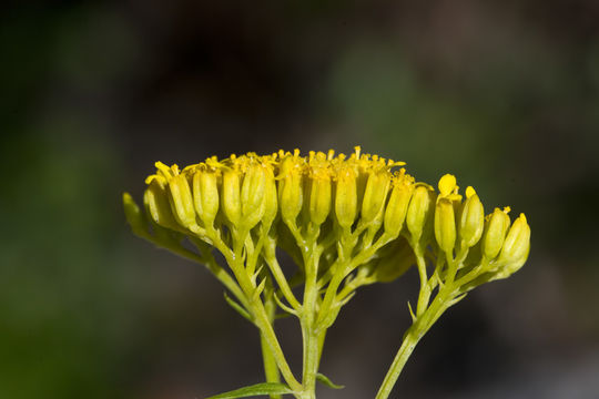 Image of narrowleaf yellowtops