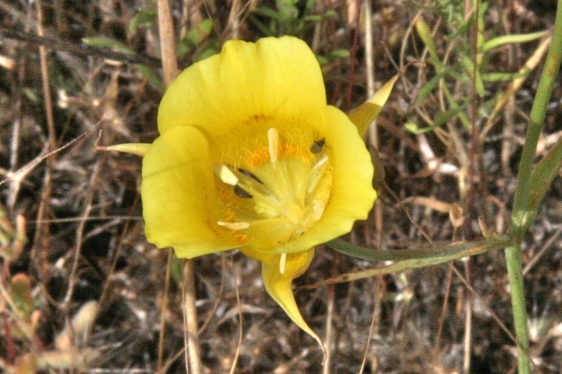 Image of yellow mariposa lily