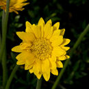Image of Barberton daisy