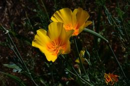 Image of California poppy