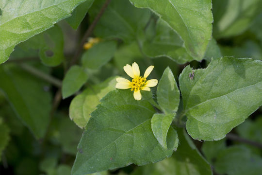 Image of straggler daisy