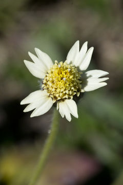 Image de Tridax procumbens L.