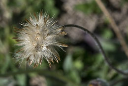 Image de Tridax procumbens L.