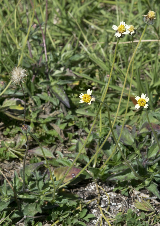 Image de Tridax procumbens L.