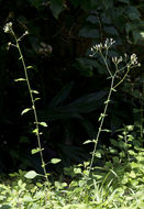 Image of little ironweed