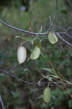 Image de Calochortus albus (Benth.) Douglas ex Benth.