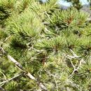 Pinus cembroides Zucc. resmi