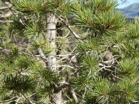 Pinus cembroides Zucc. resmi