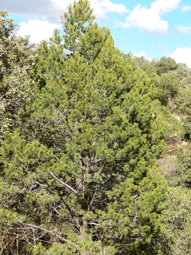 Image of Mexican pinyon