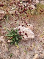 Image of red buckwheat