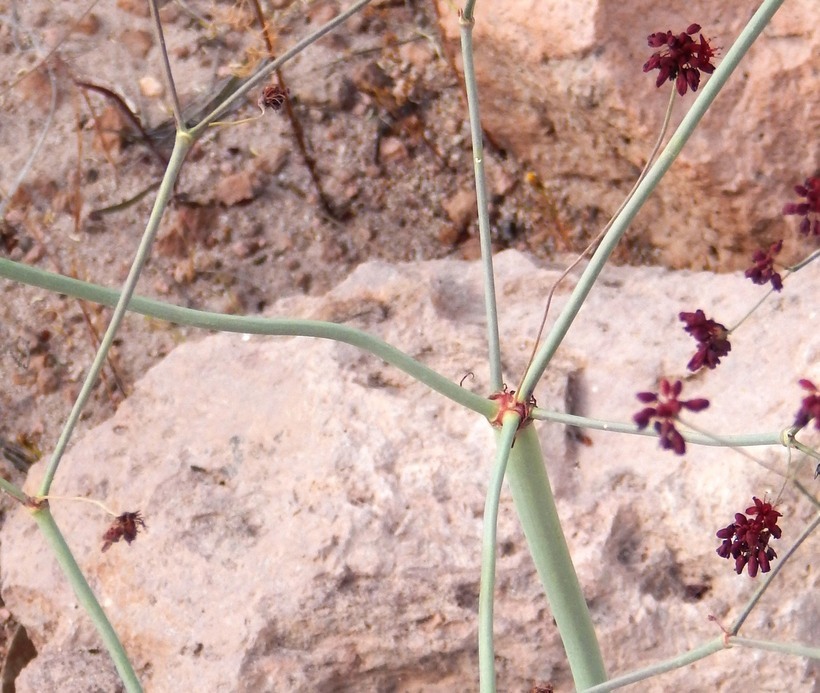 Image of red buckwheat