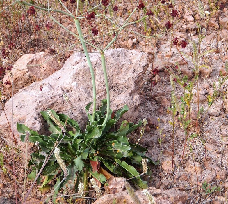 Image of red buckwheat