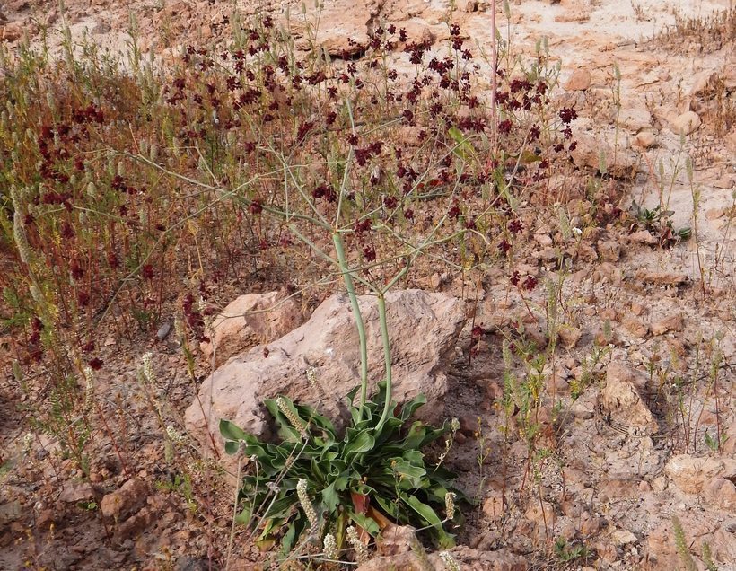 Image of red buckwheat