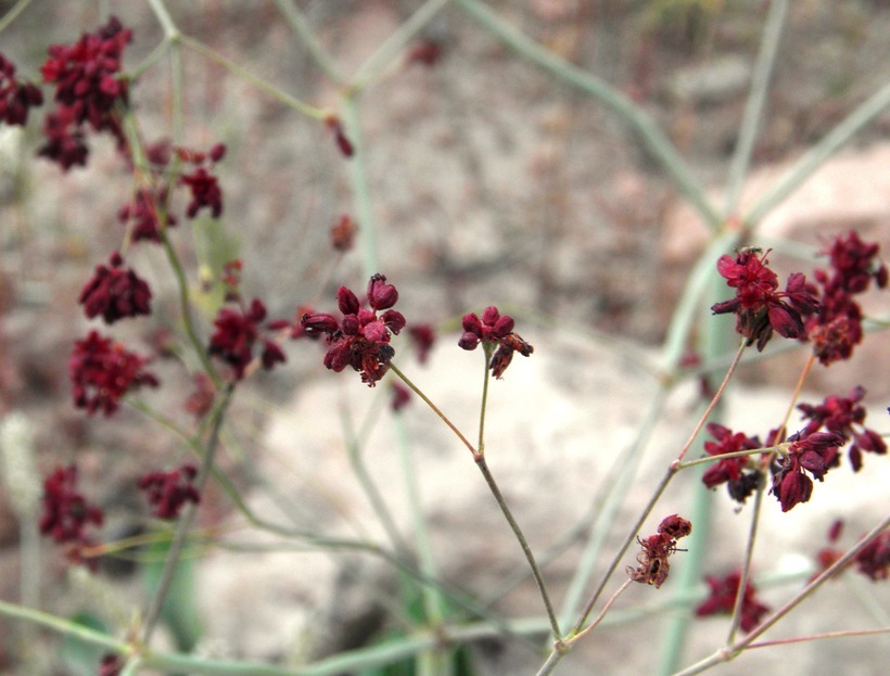 Image of red buckwheat