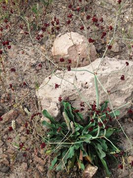 Image of red buckwheat