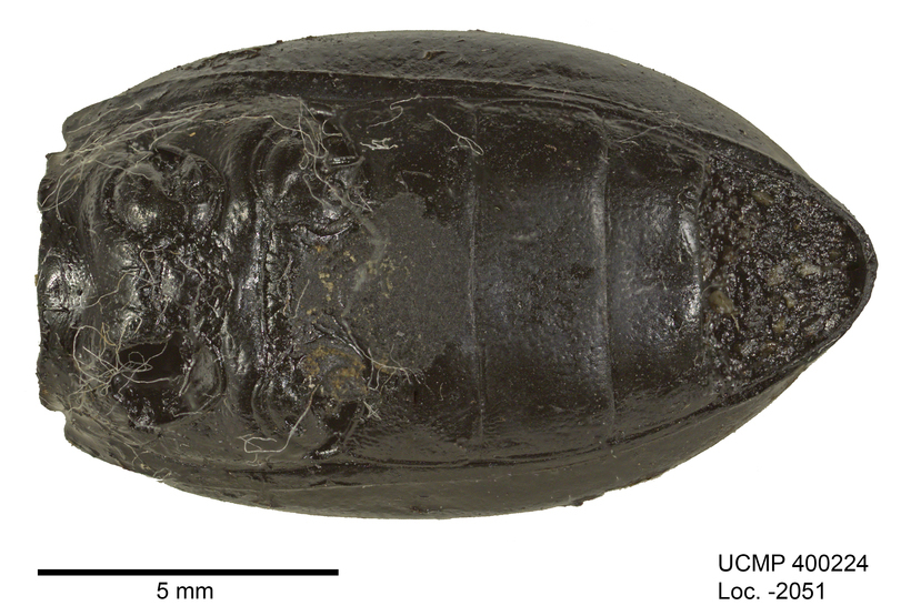 Sivun Eleodes (Eleodes) acuticauda Le Conte 1851 kuva