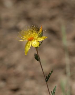 Image of Sierra blazingstar