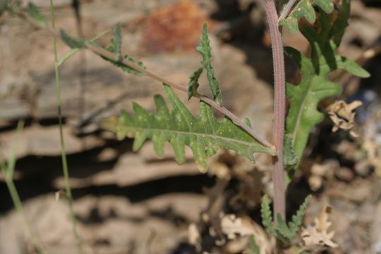 Image of Sierra blazingstar