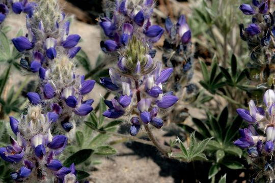 Image de Lupinus breweri A. Gray