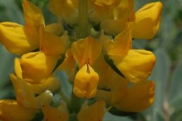 Image of orangeflower lupine
