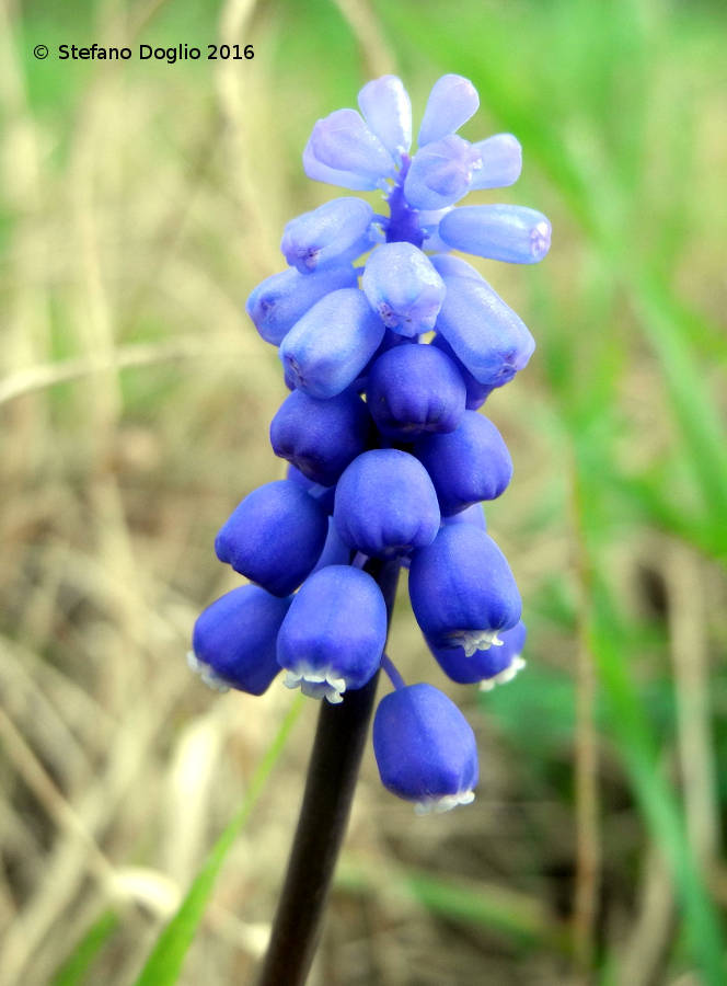 Image of common grape hyacinth