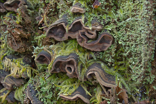 Imagem de Chondrostereum purpureum (Pers.) Pouzar 1959