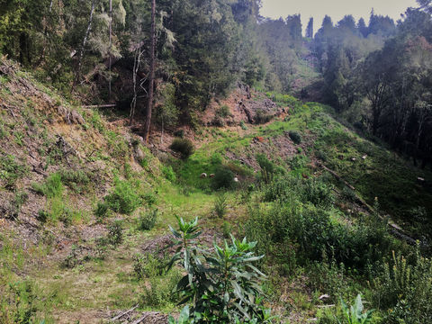 Image of Santa Cruz manzanita