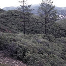 صورة Arctostaphylos nissenana Merriam