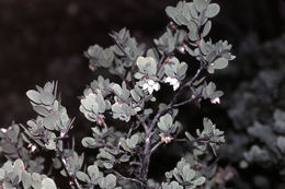 Image of Nissenan manzanita