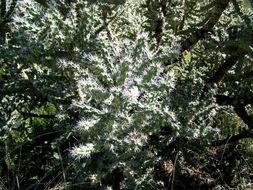 Image of tree cholla