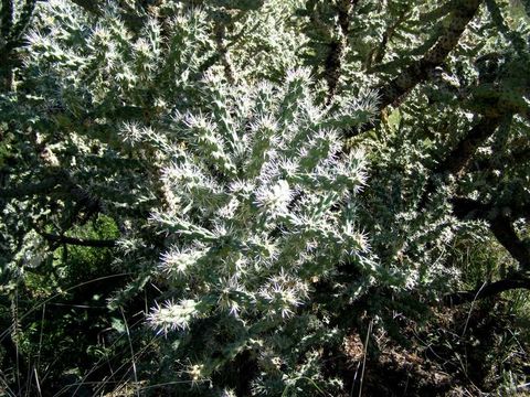 Image de Cylindropuntia imbricata (Haw.) F. M. Knuth