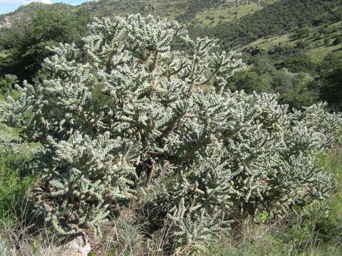 Image de Cylindropuntia imbricata (Haw.) F. M. Knuth